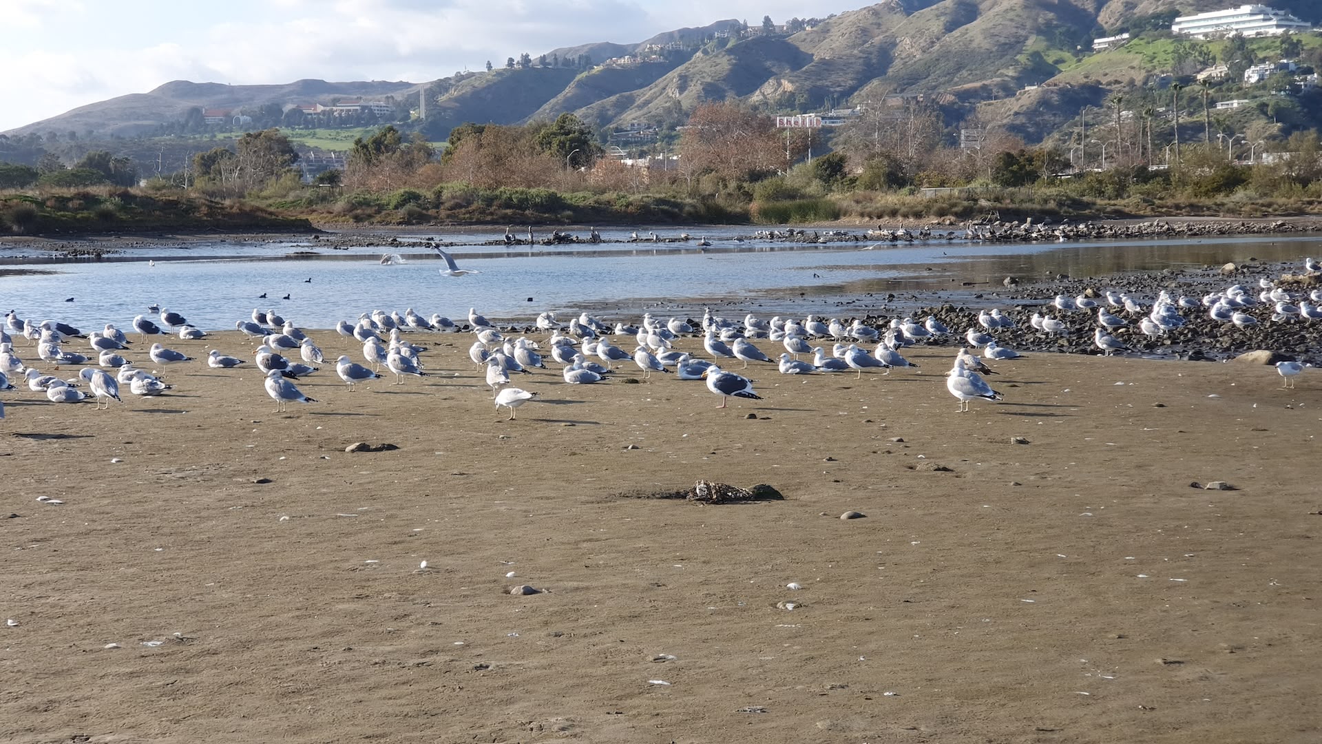 Explorează Malibu, California: Plaje, Gastronomie și Aventură
