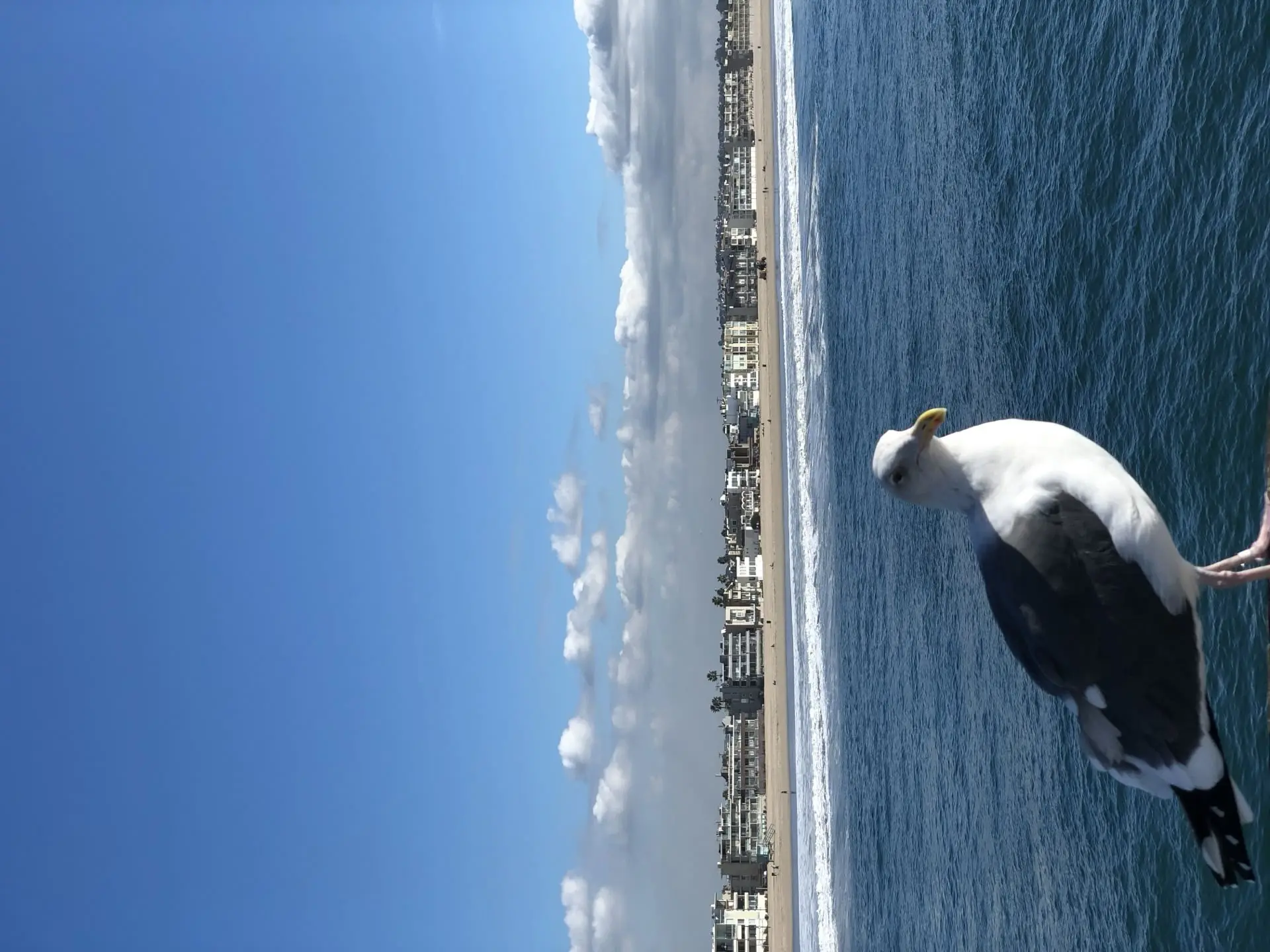 Image 3 for Venice Beach: Haosul Colorat pe Care L-ai Văzut în Toate Filmele