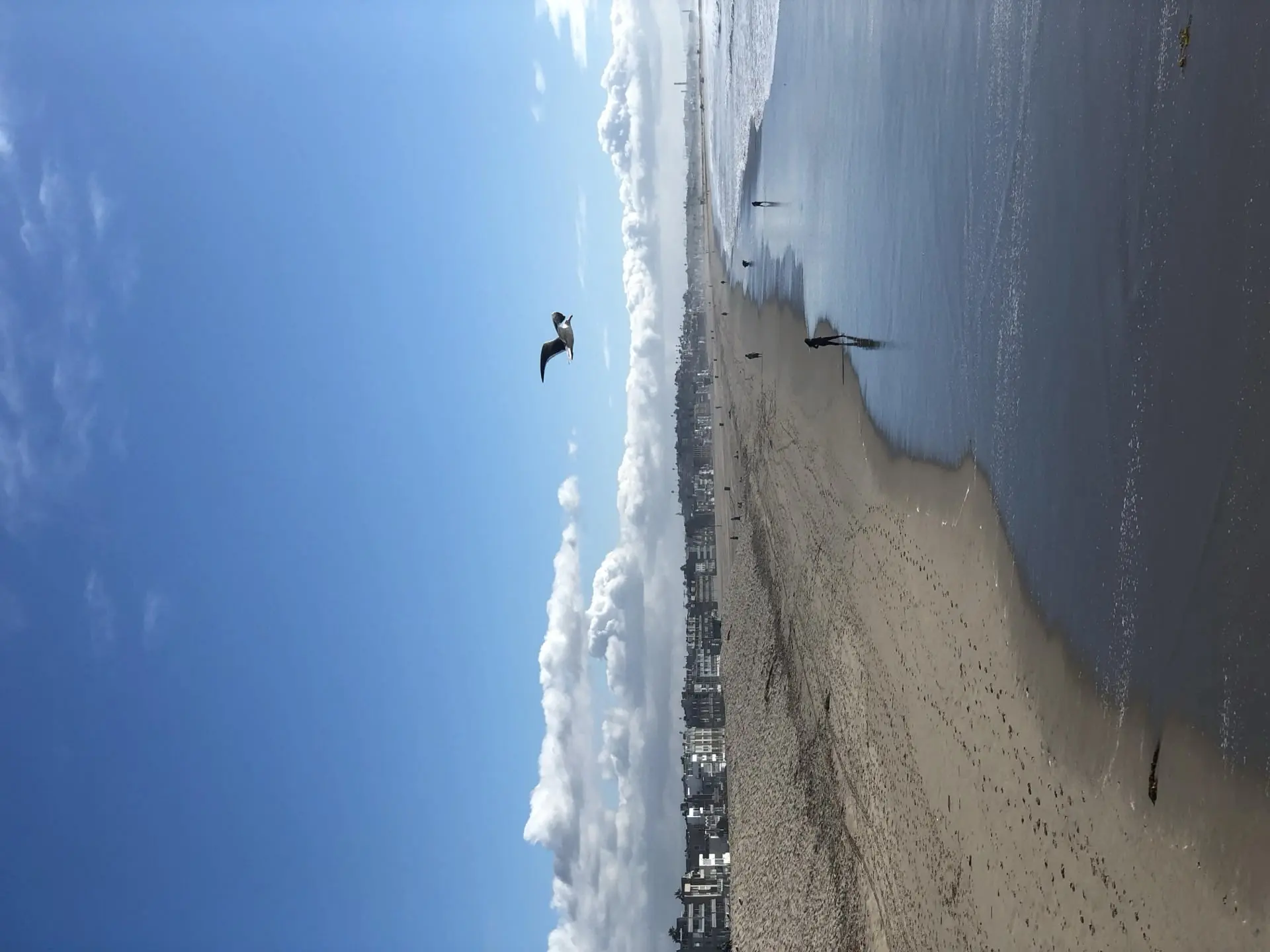 Image 4 for Venice Beach: Haosul Colorat pe Care L-ai Văzut în Toate Filmele